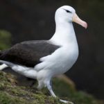 Soñar con albatros