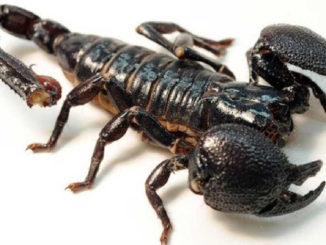 escorpion negro