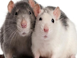 dos ratas