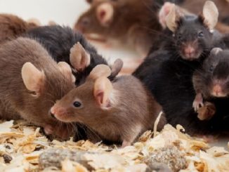 varios ratones juntos
