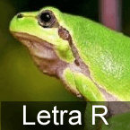 Letra R