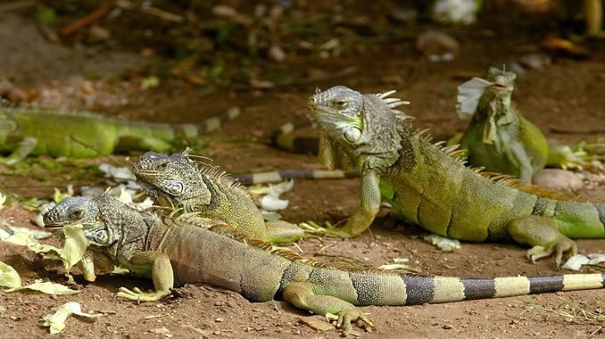 varias iguanas