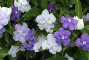 jasmines blancos y azules